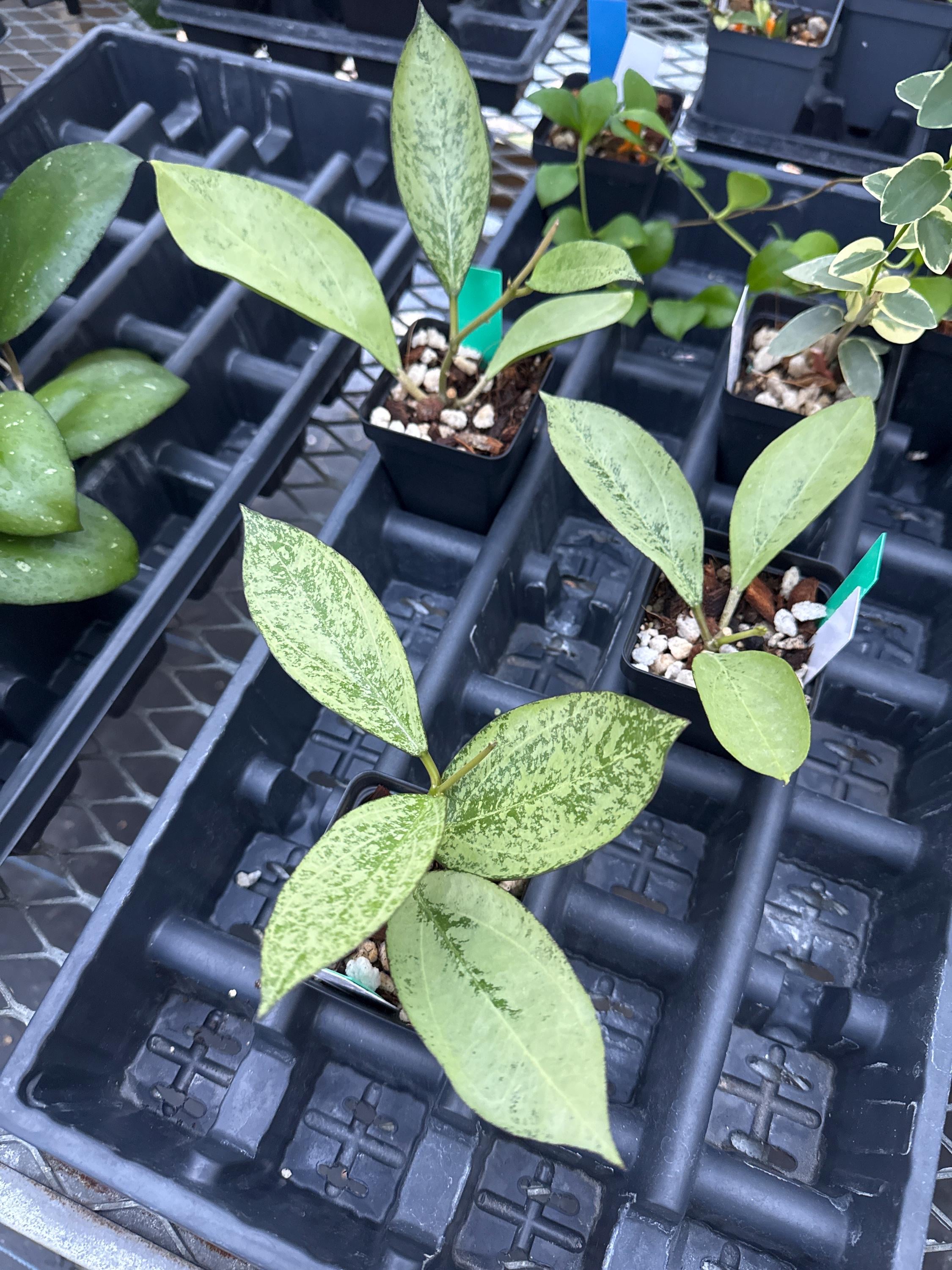 Hoya icensis Hoya seed023 カット苗 Hoya Icensis (AKA Patcharawalai