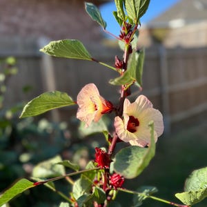Hibiscus Roselle seeds