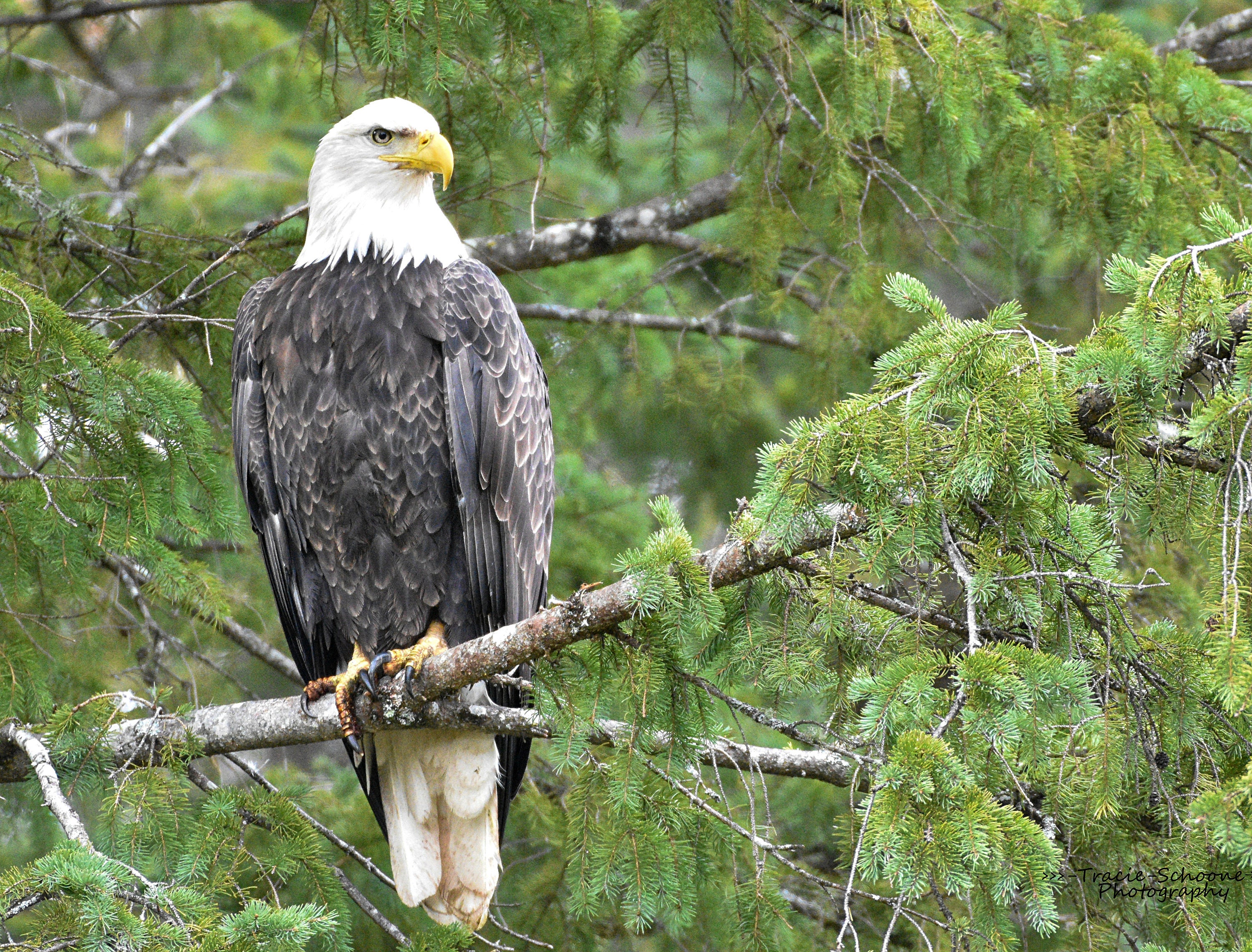 Bald Eagle perched in a Pine Tree Photo Canvas/Print | Etsy