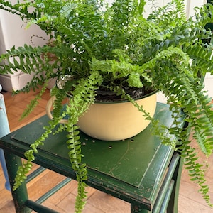 May include: A lush green fern plant is potted in a round, cream-coloured enamel basin with a dark green rim and a side handle. The plant features numerous long, delicate fronds that drape over the edges of the container, creating a full appearance.