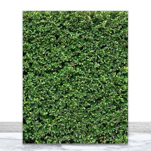 Green Leaves Wall Photography Backdrops Wedding Bridal Shower Birthday Baby shower Photo Background Vinyl Polyester Decor Banner Wallpaper