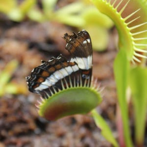 May include: A black and white butterfly with white spots is caught in a green Venus flytrap. The flytrap is open and the butterfly is partially inside.