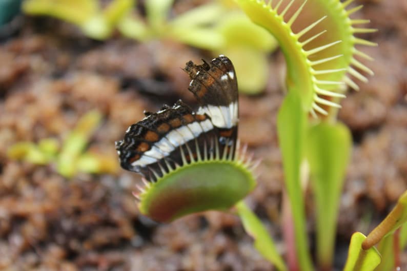 May include: A black and white butterfly with white spots is caught in a green Venus flytrap. The flytrap is open and the butterfly is partially inside.
