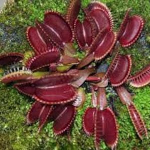 Puede incluir: Primer plano de una planta de Venus atrapamoscas con múltiples trampas abiertas. Las trampas son de color rojo intenso con bordes puntiagudos, sobre un fondo de musgo verde. La planta es una especie carnívora.
