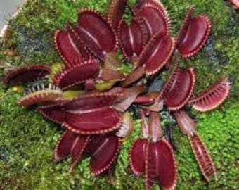 Venus Fly Trap Seeds: Carnivorous Plant, DIY Gardening Flytrap, Easy Care, Indoor & Outdoor Use, Kids Love These