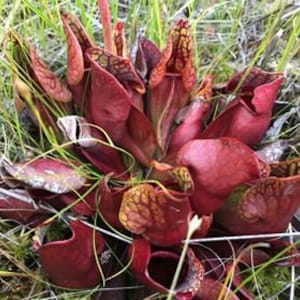 以下が含まれることがあります： 草地で育つ赤い食虫植物の群れのクローズアップ。植物は長く、細い葉を持ち、ピッチャーの形に丸まっています。ピッチャーは、昆虫を捕獲する透明な液体で満たされています。