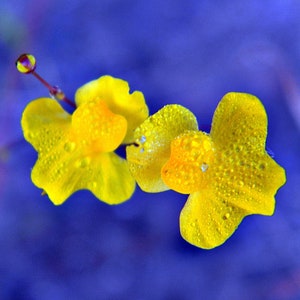 Économies d&#39;automne : 10 % de réduction !! Plante carnivore vésicules vésiculaires VRAISES graines