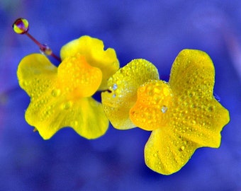 Spring Collection! Carnivorous Plant Bladderwort REAL seeds