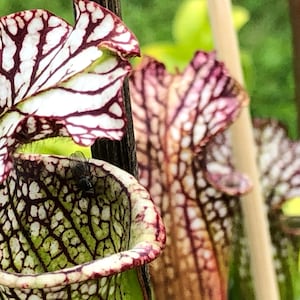 Puede incluir: Primer plano de una planta carnívora en forma de jarra con una hoja de patrón blanco y rojo y una mosca atrapada dentro de la jarra.