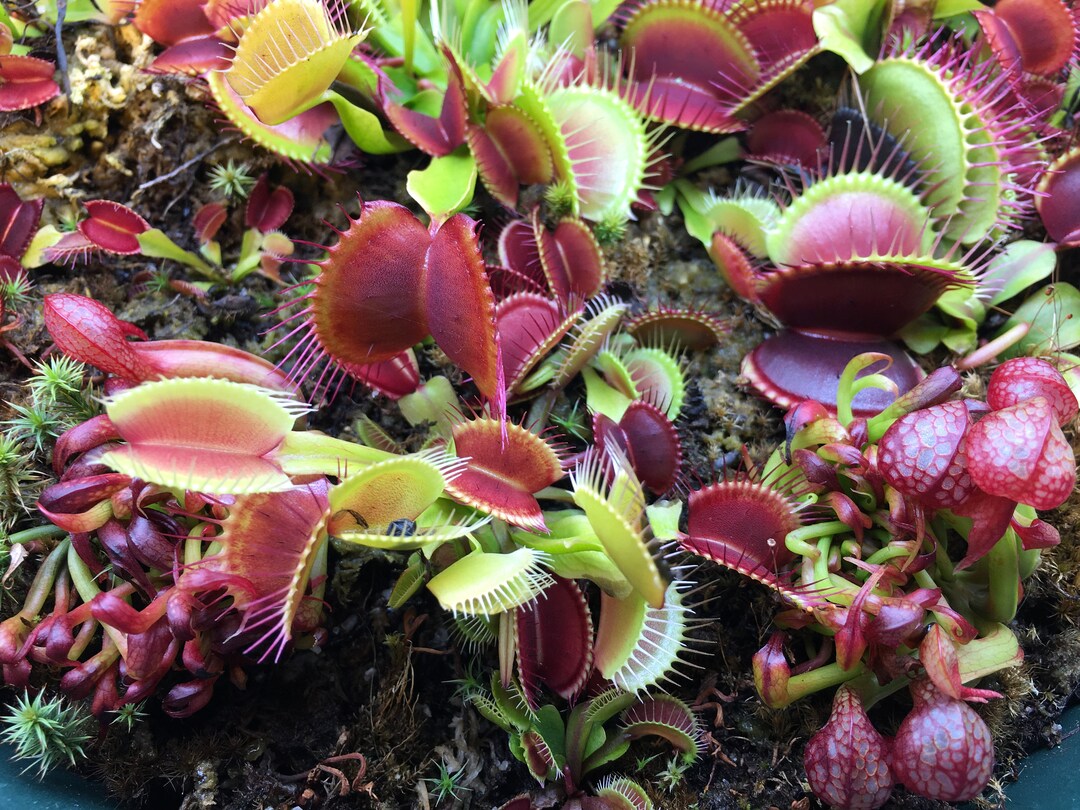 Venus Spring Spring Planting Sale 10% Off!! Venus Flytrap Seeds 10 REAL Seeds - Etsy