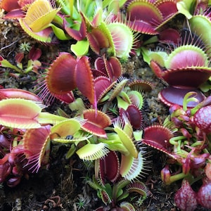 Spring Savings 10% off!! Venus Flytrap Seeds 10 REAL Seeds