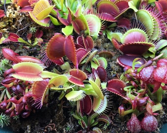 Vente de plantation de printemps : 10 % de réduction !! Graines Venus Flytrap 10 VRAIES graines