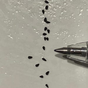 May include: A white surface with a line of small, black, teardrop-shaped seeds scattered across it. A clear pen is lying on the surface.