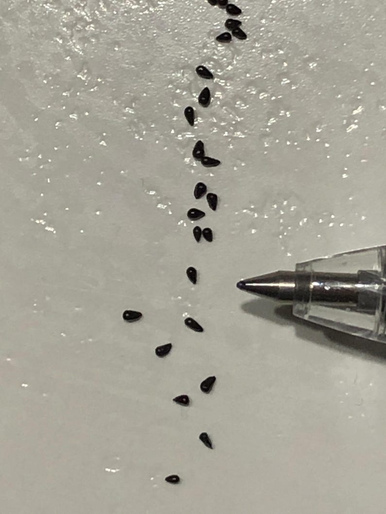 May include: A white surface with a line of small, black, teardrop-shaped seeds scattered across it. A clear pen is lying on the surface.