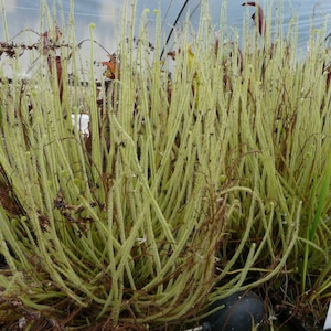 以下が含まれることがあります： 細くて長い葉を持つ緑色の食虫植物の群れのクローズアップ。植物は鉢植えで、他の植物に囲まれています。
