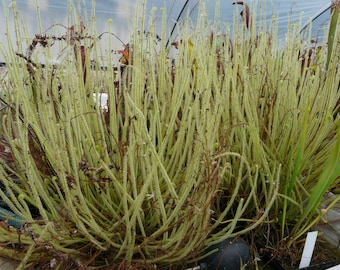 Semi di Drosera filiformis – Semi di pianta carnivora