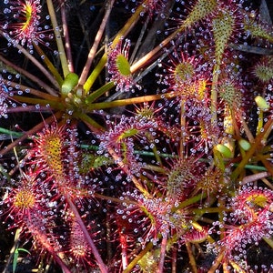 Fall Savings 10% off!! Carnivorous Plant Seeds 15 Water Sundew (Drosera intermedia) REAL SEEDS