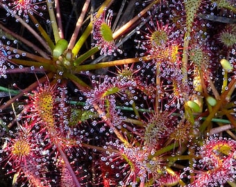 Fall Savings 10% off!! Carnivorous Plant Seeds 15 Water Sundew (Drosera intermedia) REAL SEEDS