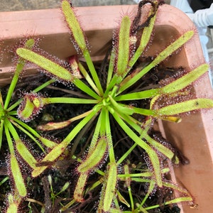Fall Savings 10% off!! 15 WIDE Cape Sundew (Drosera capensis) seeds.