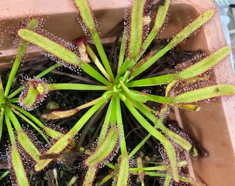¡Oferta de siembra de primavera con un 10% de descuento! 15 semillas anchas de Drosera capensis.