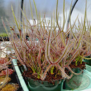 May include: Close-up of a carnivorous plant with long, thin, red and green leaves. The plant is growing in a green pot and is surrounded by other plants. The plant is labeled "Carnivorous Plant Nursery".