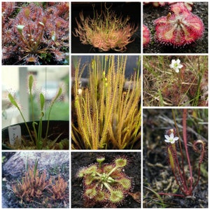 Spring Savings 10% off!! Carnivorous Plant Temperate Sundew 10 SEEDS Drosera species. Different kinds