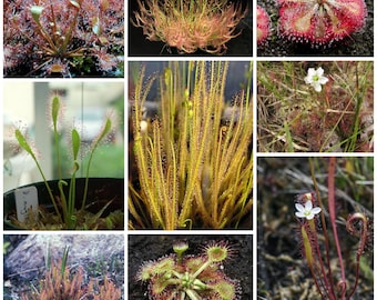 May include: A collage of nine images showcasing different types of carnivorous plants. The images feature various species of sundews, pitcher plants, and Venus flytraps. The plants are shown in their natural habitats, with some images featuring close-ups of the plants' traps.