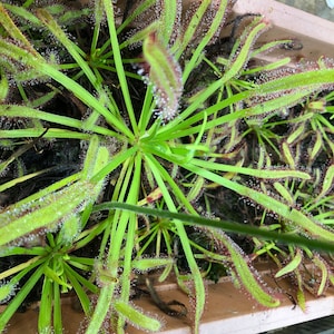 Fall Savings 10% off!! 10 GIANT Cape Sundew (Drosera capensis) seeds.