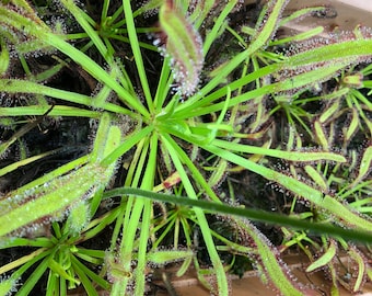Graines de droséra du Cap (Drosera capensis) – Collection de plantes carnivores