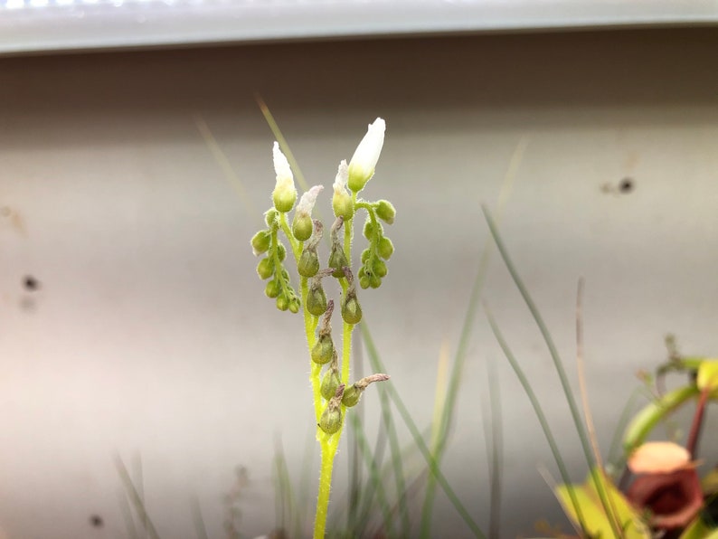 seeds 15 ALBA Cape Sundew Drosera capensis