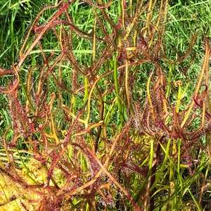 Fall Savings 10% off!! Carnivorous Plant seeds 15 Antler Leaf Sundew REAL seeds
