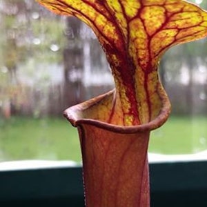May include: A close-up of a pitcher plant, showcasing its unique shape and coloration. The plant features a vibrant yellow and red hue, with intricate veining patterns. The plant's opening is visible, revealing its interior. The background is blurred, with a window and greenery.