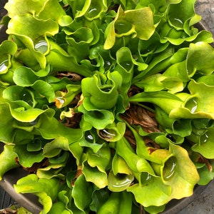 May include: A close-up of a group of green pitcher plants with water droplets inside the pitchers. The plants are growing in a pot.