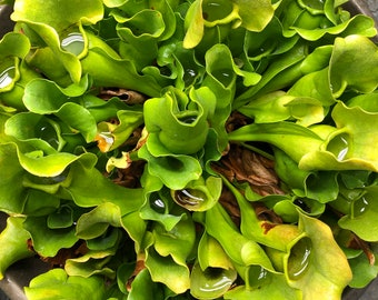 May include: A close-up of a group of green pitcher plants with water droplets inside the pitchers. The plants are growing in a pot.