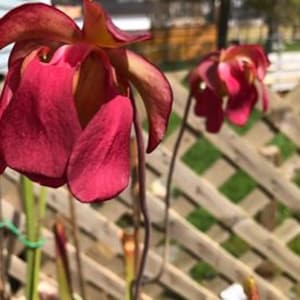 Spring Savings 10% off!! Carnivorous Plant Pitcher Plant Pest Control White Top Pitcher Plant &quot;Alba&quot; 7 seeds