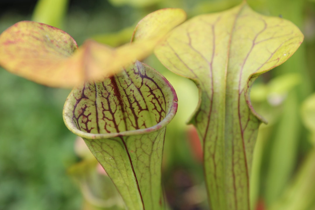 Mountain Pitcher Plant Seeds Etsy