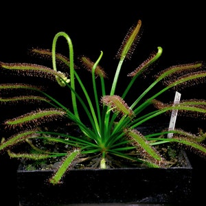 May include: A green carnivorous sundew plant with long, thin leaves covered in red hairs. The plant is growing in a black pot.