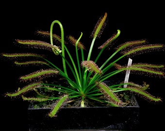 Semi di Drosera capensis (pianta carnivora), 20 semi