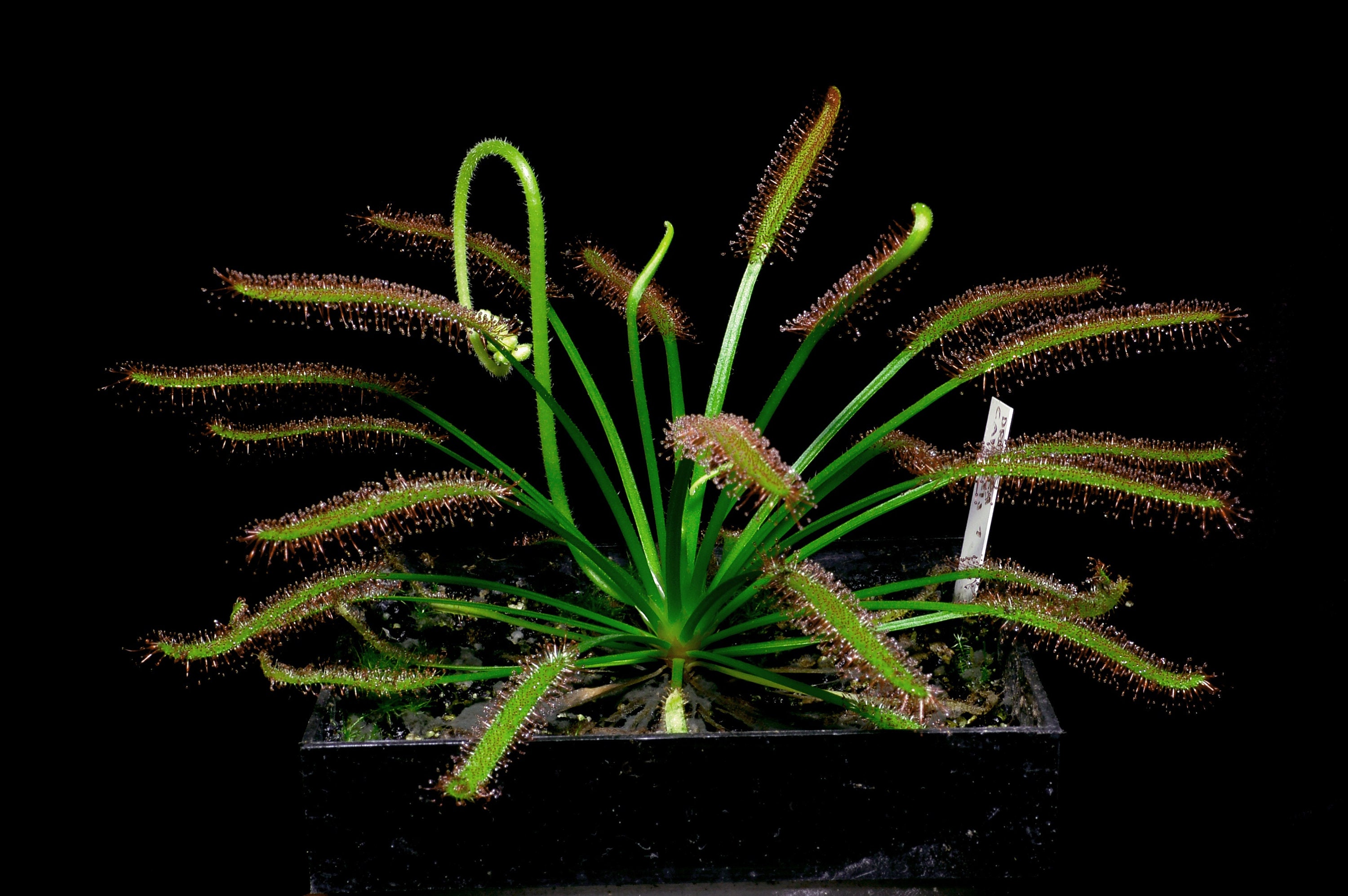20 Cape Sundew drosera Capensis Seeds Etsy Canada