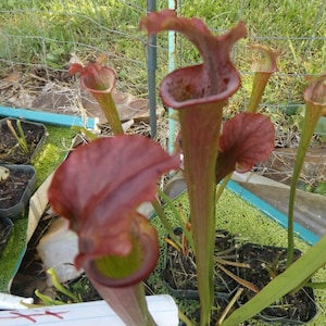 Spring Savings 10% off!! Carnivorous Plant Seeds Pitcher Plant Purple Lip Flytrap
