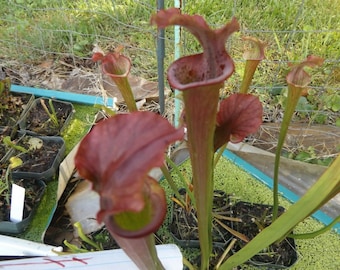 Sarracenia flava Purple Lip Carnivorous Plant Seeds (7 Seeds)