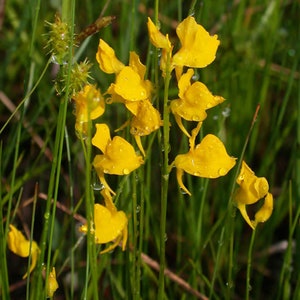 Fall Savings 10% off!! Carnivorous Plant Horned Bladderwort seeds