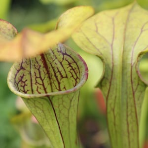 Spring Savings 10% off!! Carnivorous Plant Seeds 7 Mountain Pitcher Plant VERY LIMITED SUPPLY
