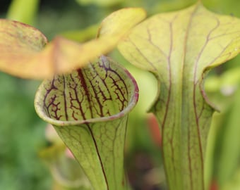 Mountain Pitcher Plant Seeds (7 Count) – Rare Carnivorous Insectivore Plant