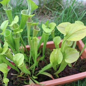 Semi di Sarracenia carnivora rara (7 semi)