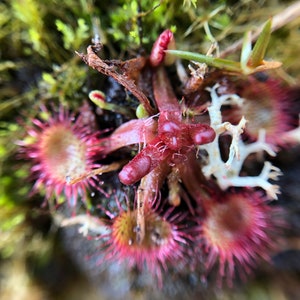 May include: Close-up of a cluster of small, pink, carnivorous plants with spiky edges. The plants are growing in a bed of moss and lichen.