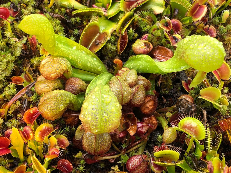 HungryFlytraps Cobra Lily Seeds