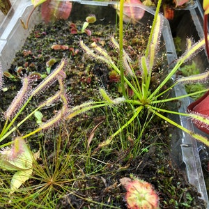 Fall Savings 10% off!! Carnivorous Plant Seeds 15 ALBA Cape Sundew (Drosera capensis)