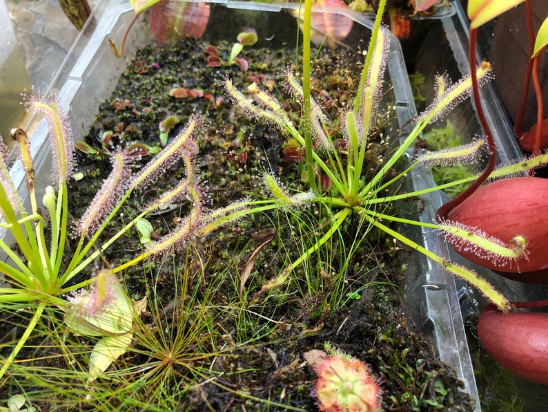 seeds 15 ALBA Cape Sundew Drosera capensis