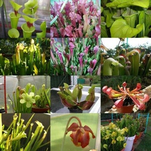 Spring Savings 10% off!! Carnivorous Plant Seeds 10 SEEDS Sarracenia species. Different kinds